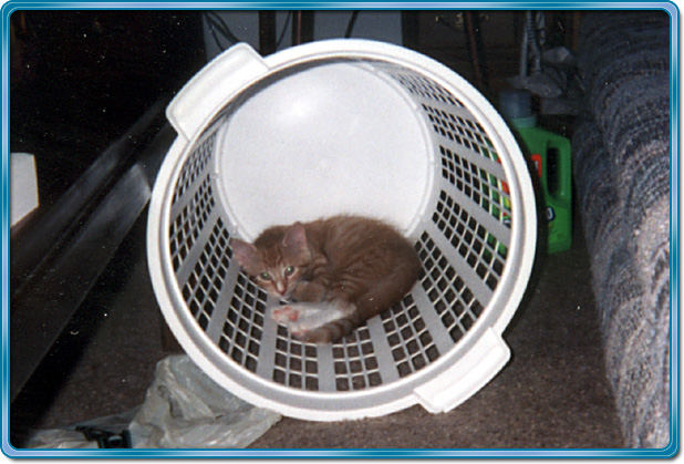 Kelson in basket