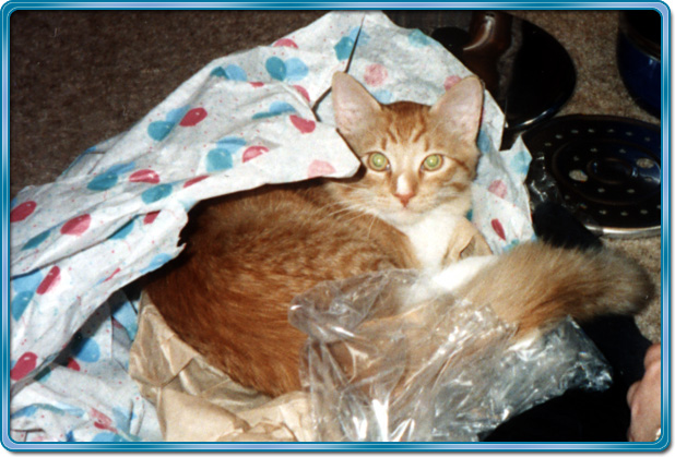 Kelson wrapped up