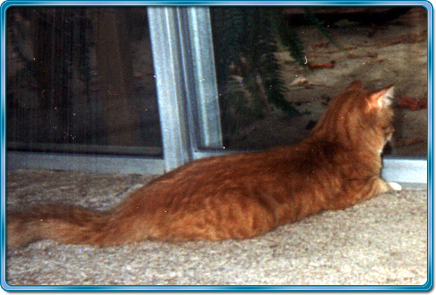 Kelson at sliding door