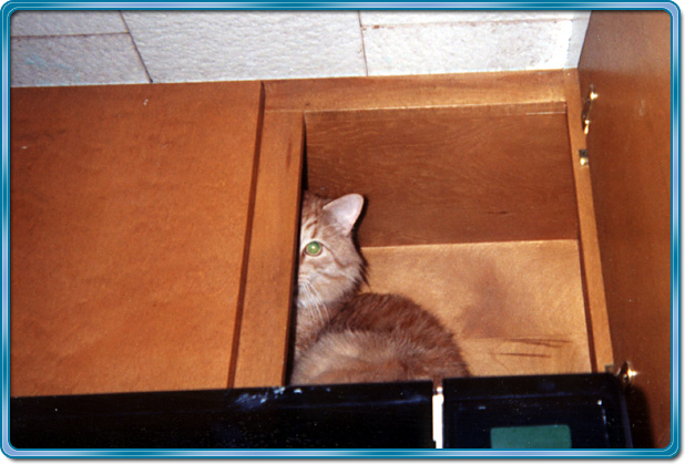 Kelson in cabinet