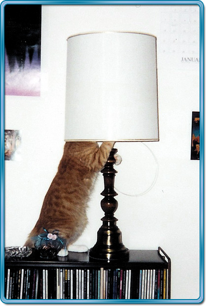 Kelson in lamp
