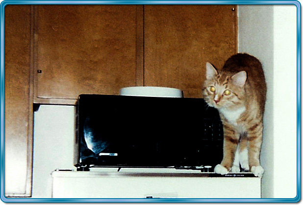 Kelson on refrigerator