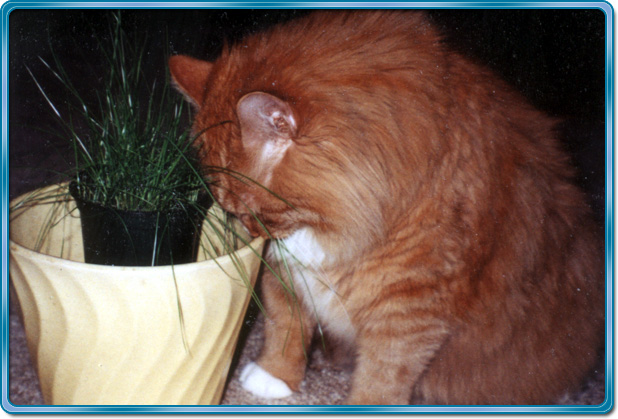 Kelson smelling grass