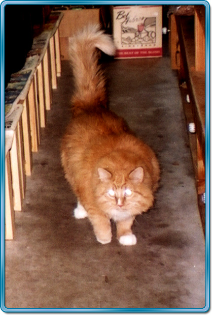 Kelson near wine bottles